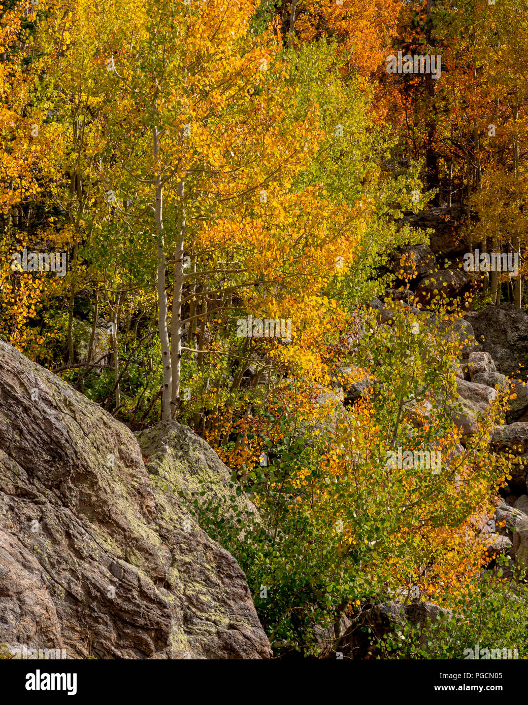 Aspen trees in fall colors at Bear Lake in the Rocky Mountain National Park, Colorado, USA Stock Photo