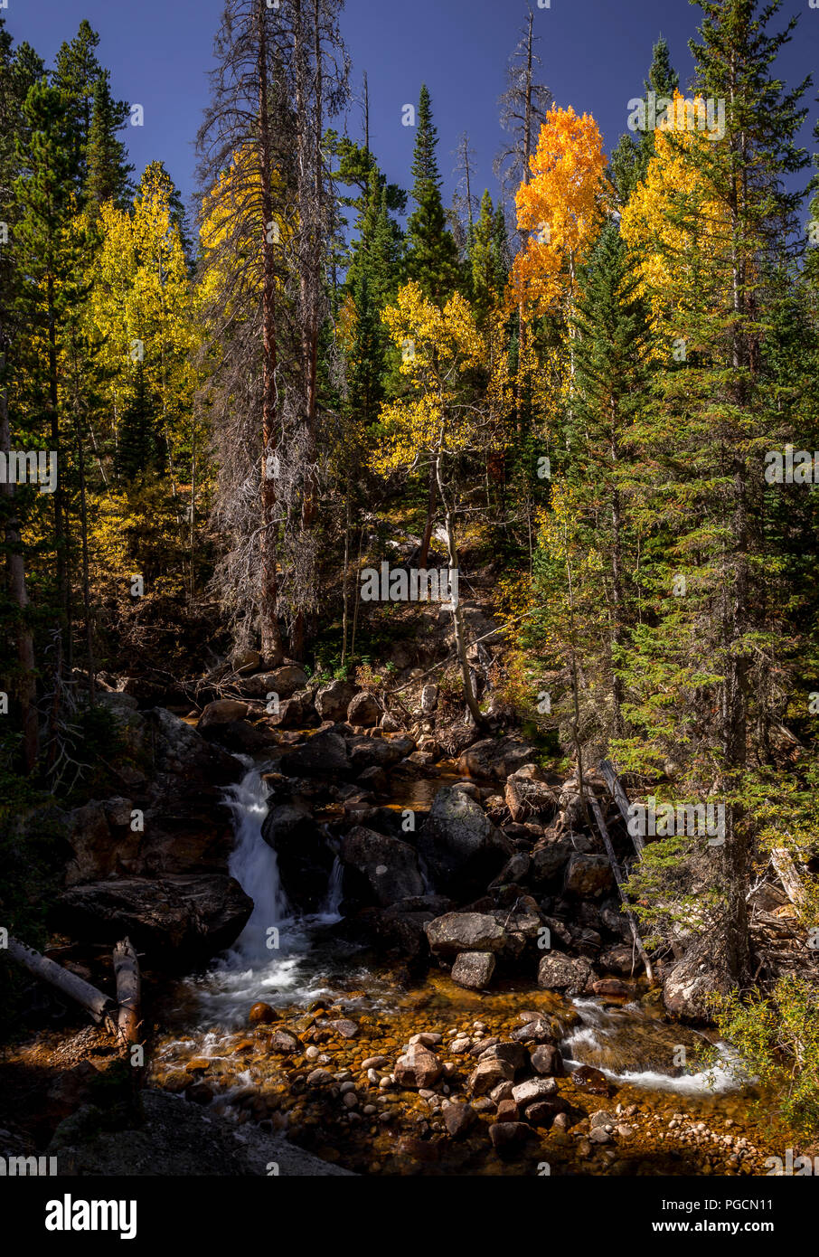 Aspen trees in fall colors in the Rocky Mountain National Park, Colorado, USA Stock Photo