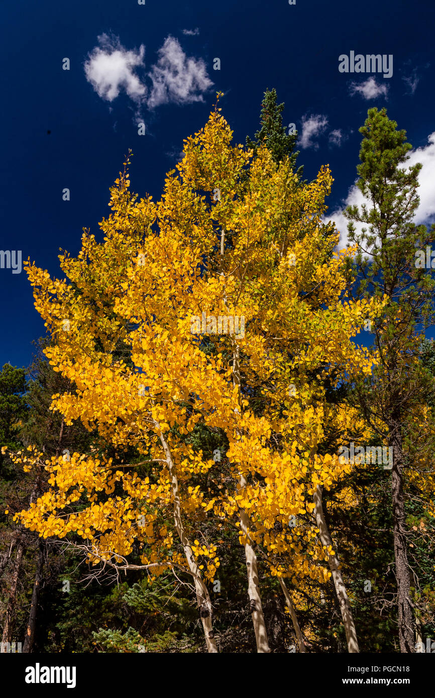 Aspen trees in fall colors in the Rocky Mountain National Park, Colorado, USA Stock Photo