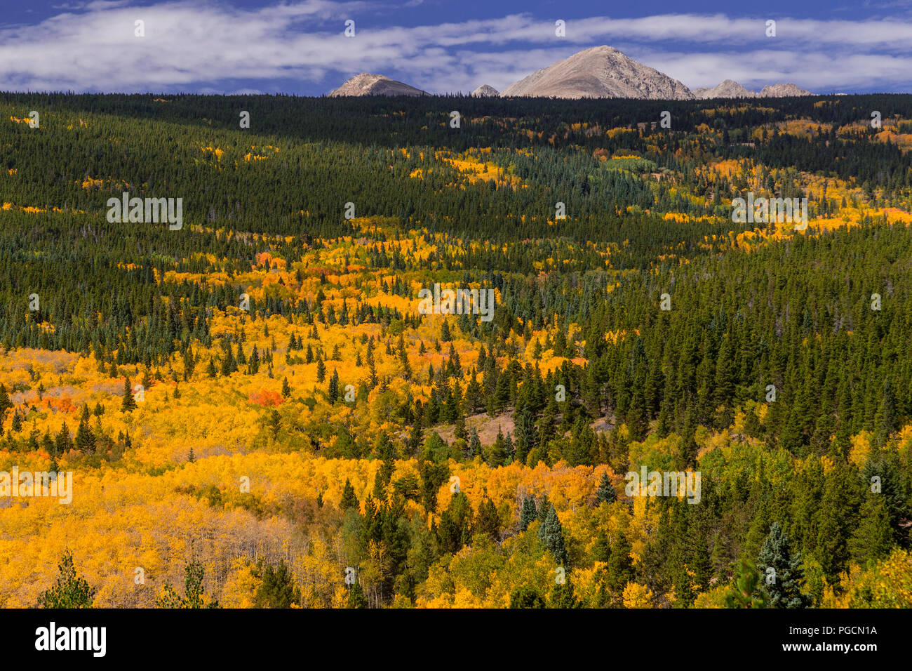 Aspen trees in fall colors in the Rocky Mountain National Park, Colorado, USA Stock Photo