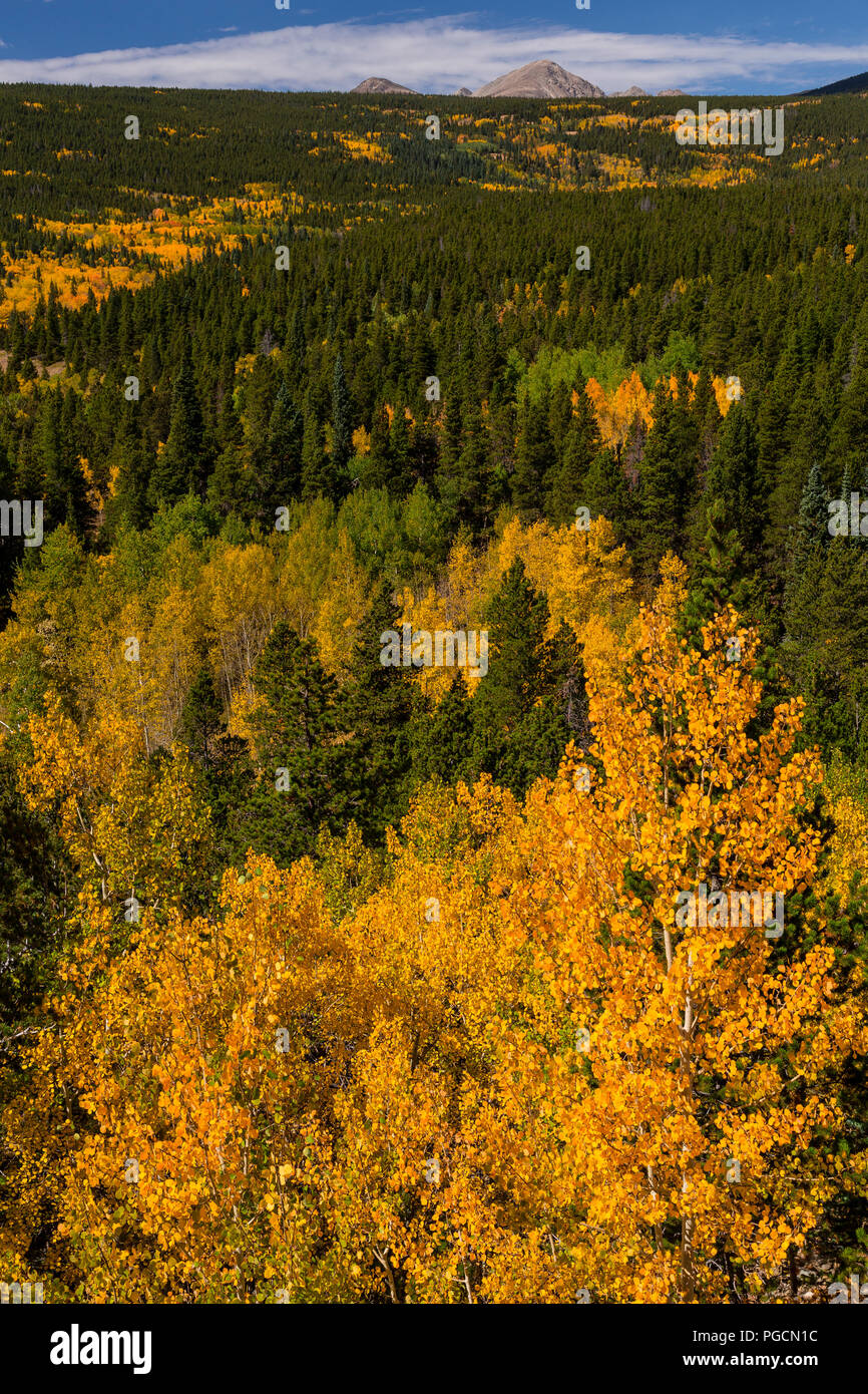 Aspen trees in fall colors in the Rocky Mountain National Park, Colorado, USA Stock Photo
