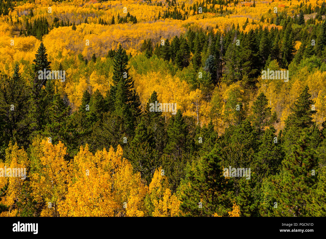 Aspen trees in fall colors in the Rocky Mountain National Park ...