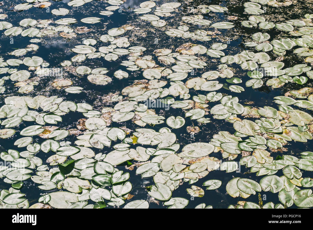 Berlin, Germany, July 25, 2018: Close-Up of a Carpet of Water Lilies Floating on Spandau Citadel Canal Stock Photo