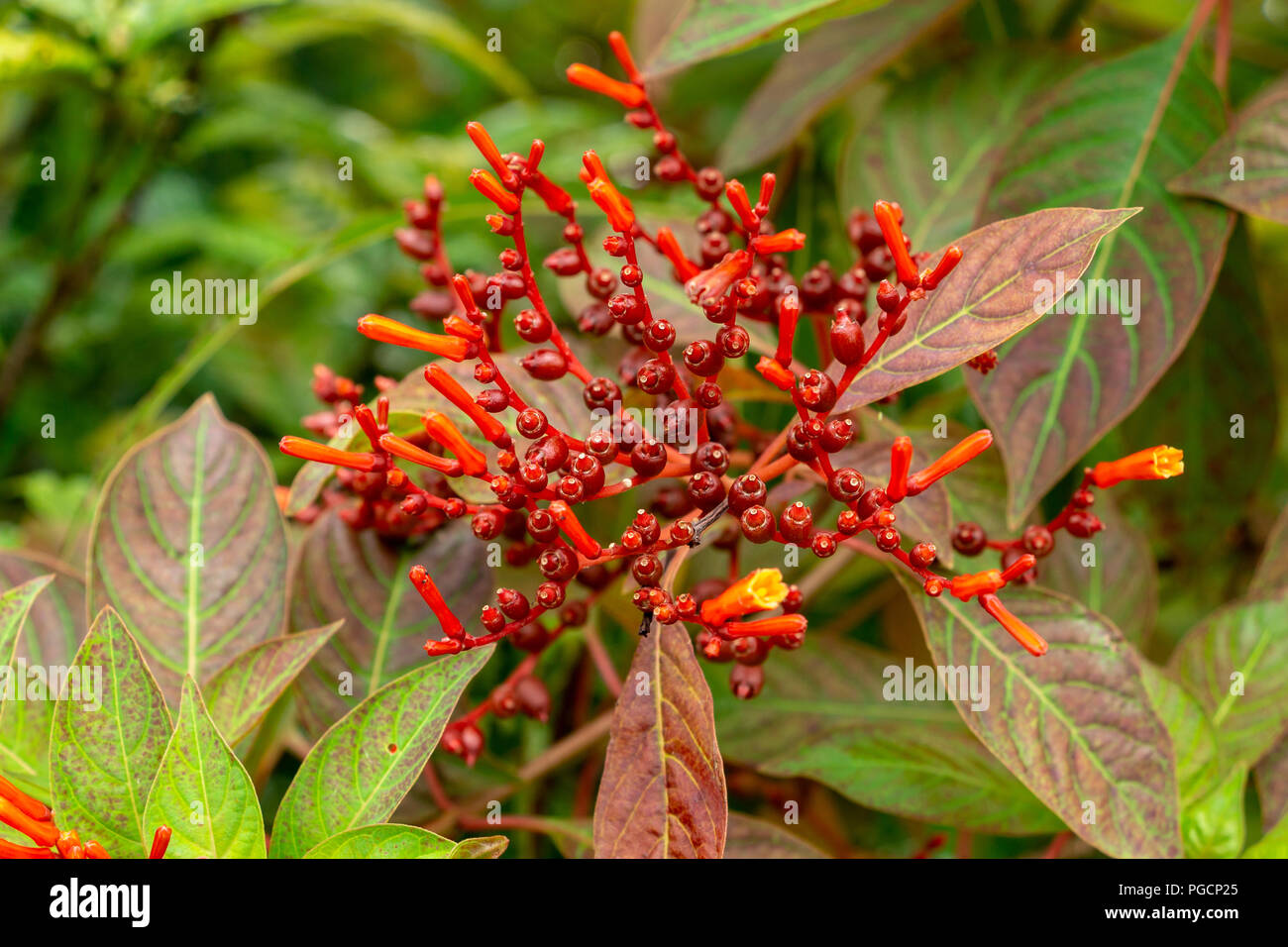 Firebush (Hamelia patens) closeup - Davie, Florida, USA Stock Photo