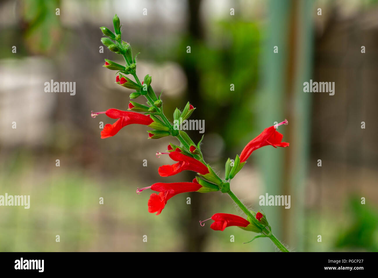 Tropical sage (Salvia coccinea) flowers - Davie, Florida, USA Stock