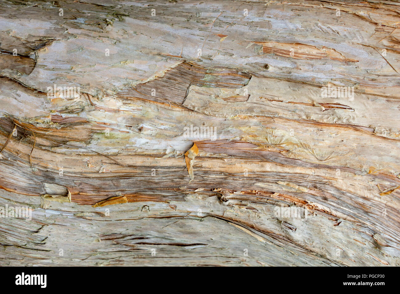 Paperbark tree (Melaleuca quinquenervia) trunk bark closeup, texture - Wolf Lake Park, Davie, Florida, USA Stock Photo