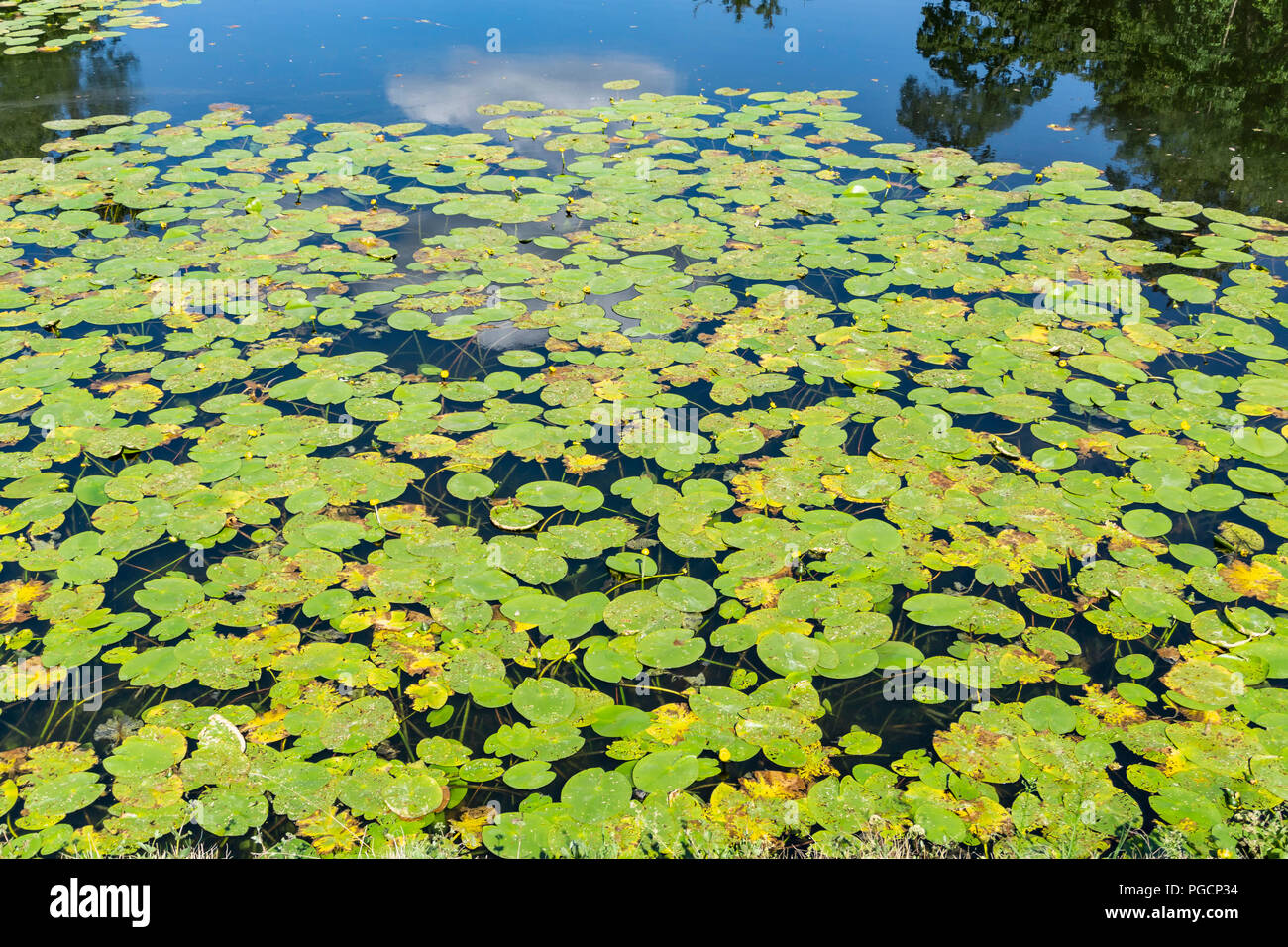 Berlin, Germany, July 25, 2018: Close-Up of a Carpet of Water Lilies Floating on Spandau Citadel Canal Stock Photo