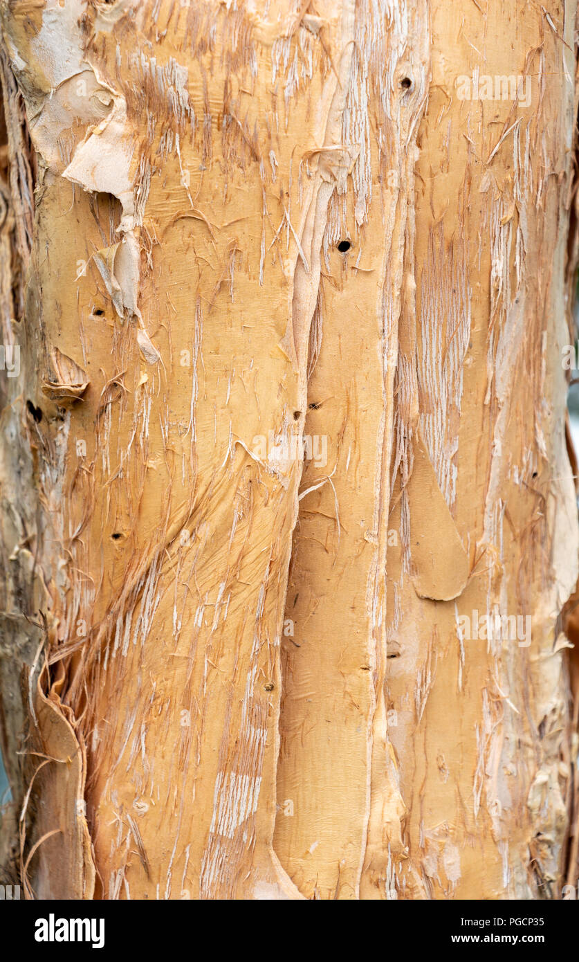 Paperbark tree (Melaleuca quinquenervia) trunk bark closeup showing peeling papery texture - Wolf Lake Park, Davie, Florida, USA Stock Photo