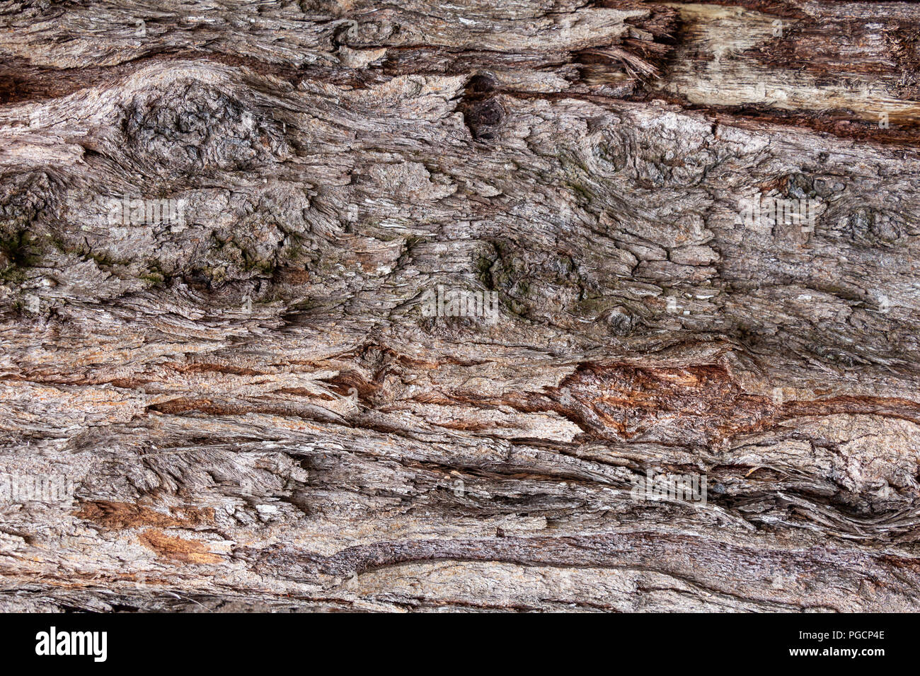 Australian pine (Casuarina equisetifolia) tree trunk bark closeup, texture - Wolf Lake Park, Davie, Florida, USA Stock Photo