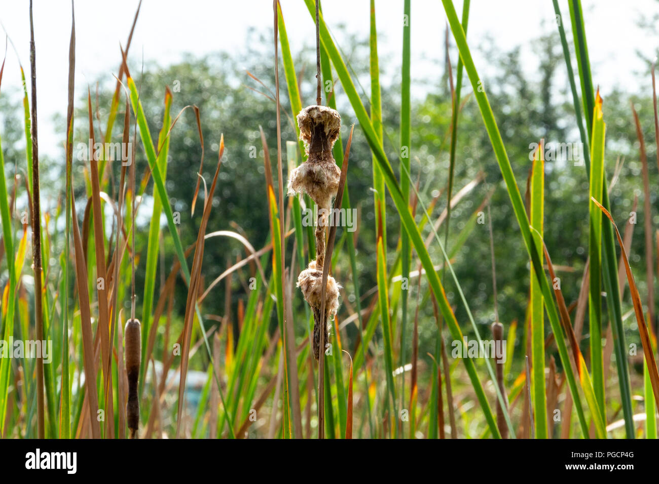 Southern cattail (Typha domingensis) closeup - Topeekeegee Yugnee (TY) Park, Hollywood, Florida, USA Stock Photo