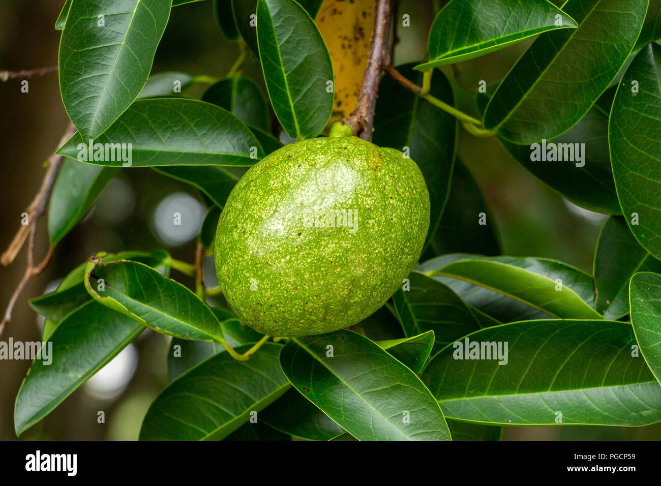 Pond apple (Annona glabra) fruit closeup, green - Davie, Florida, USA Stock Photo