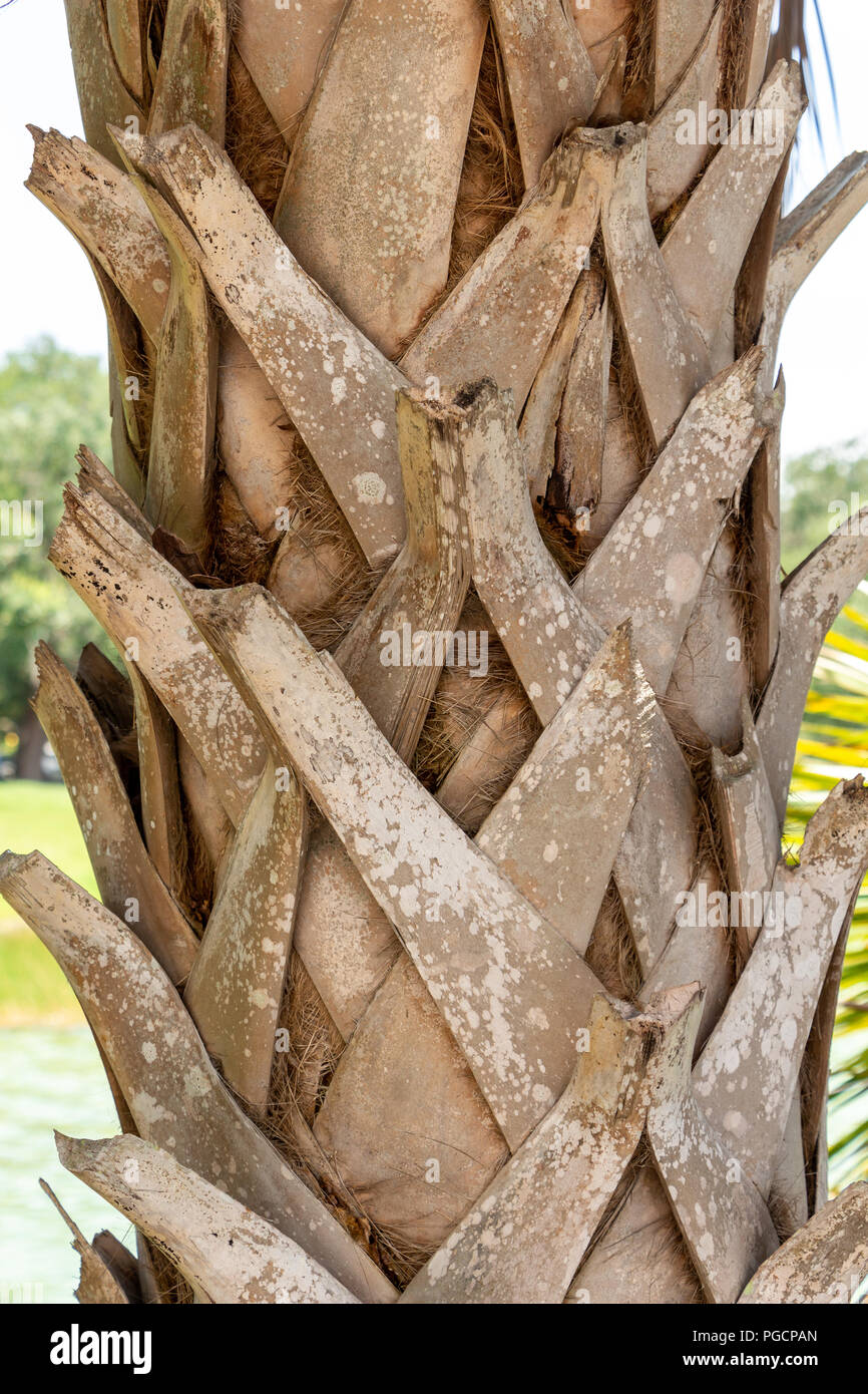 Cabbage palm (Sabal palmetto) tree trunk bark closeup, showing bootjacks - Hollywood, Florida, USA Stock Photo