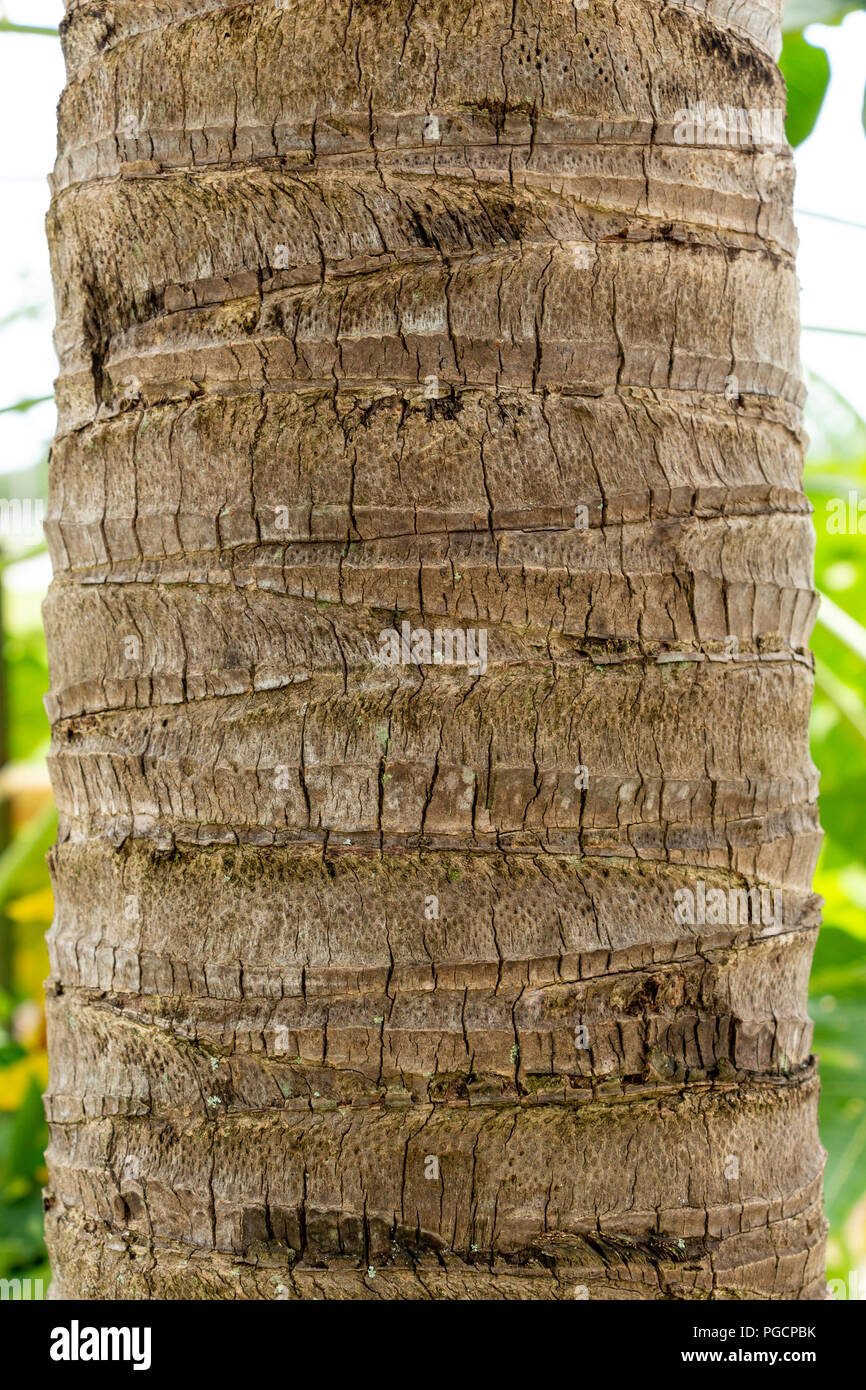 Coconut bark hires stock photography and images Alamy