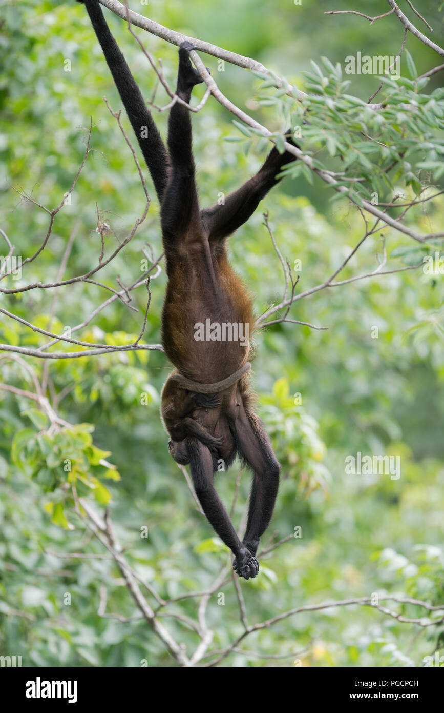 Howler Monkey and child in tree canopy Stock Photo