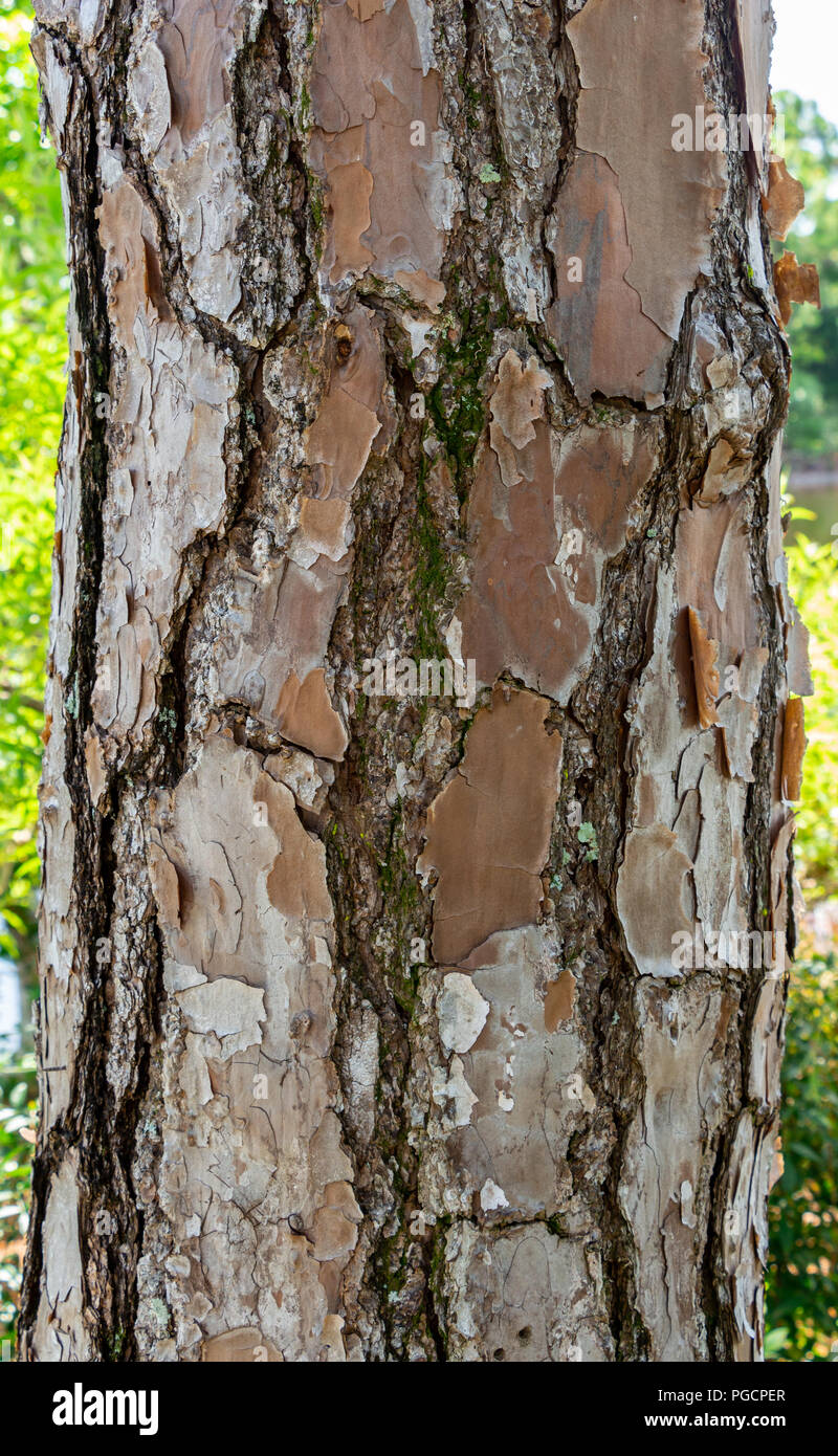 Slash pine (Pinus elliottii) tree trunk bark closeup - Delray Beach, Florida, USA Stock Photo