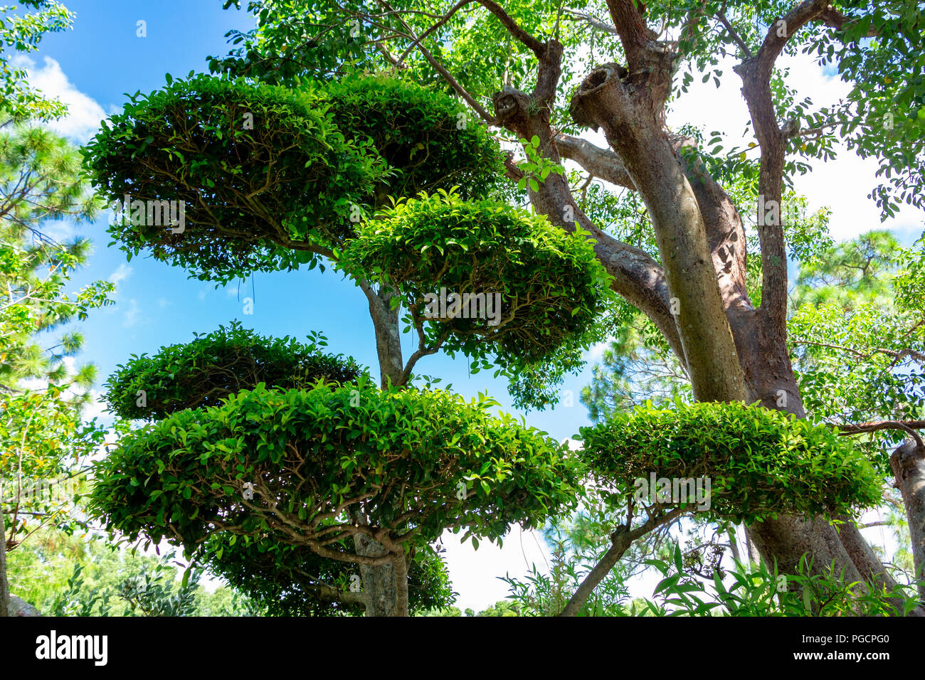 Cloud pruned Japanese topiary tree Stock Photo Alamy