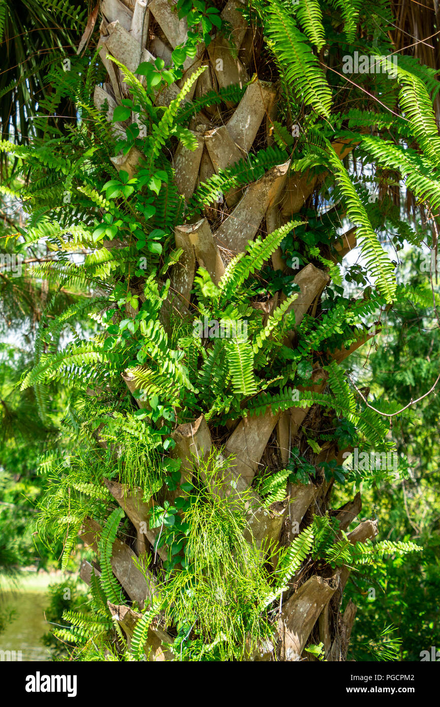Ferns growing from bootjacks of cabbage palm (sabal palmetto) - Delray Beach, Florida, USA Stock Photo