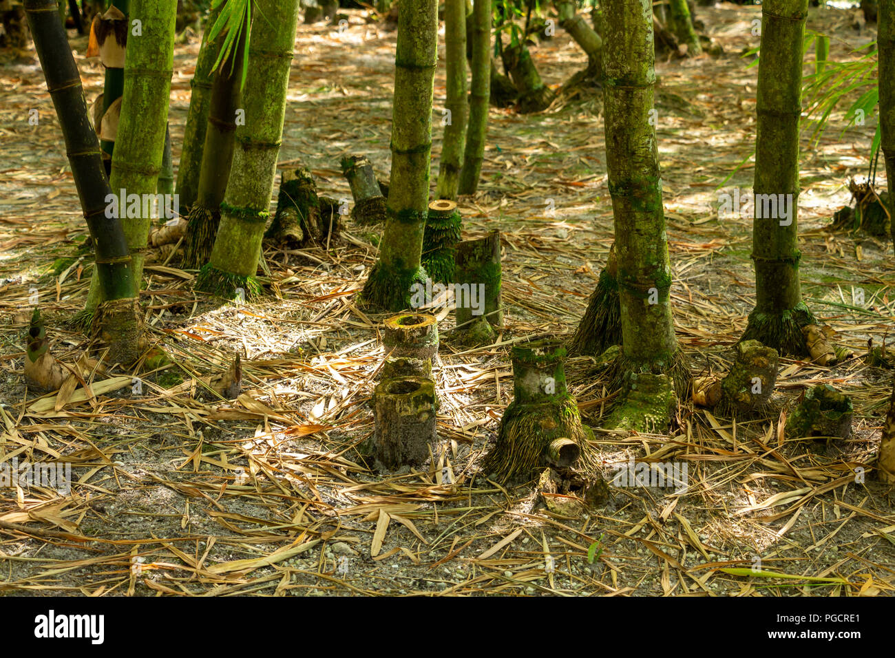 Bamboo stumps. multiple, in forest Florida, USA Stock Photo Alamy