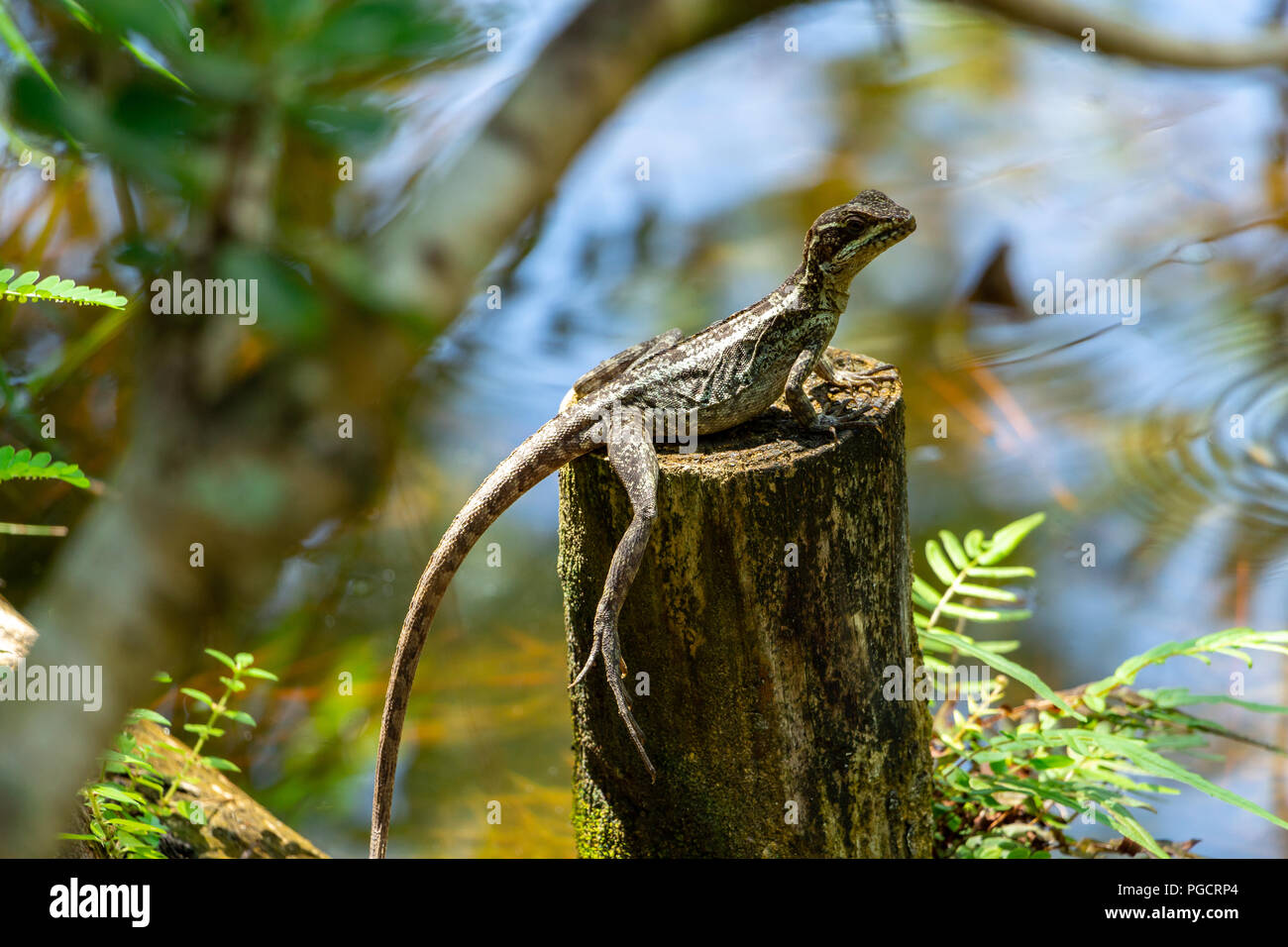 Brown basilisk (Basiliscus vittatus) lizard, female, on wood post by lake water - Delray Beach, Florida, USA Stock Photo