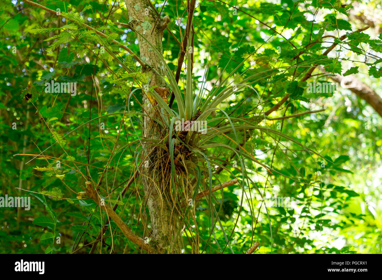 Giant airplant (Tillandsia fasciculata) growing in tree - Delray Beach, Florida, USA Stock Photo