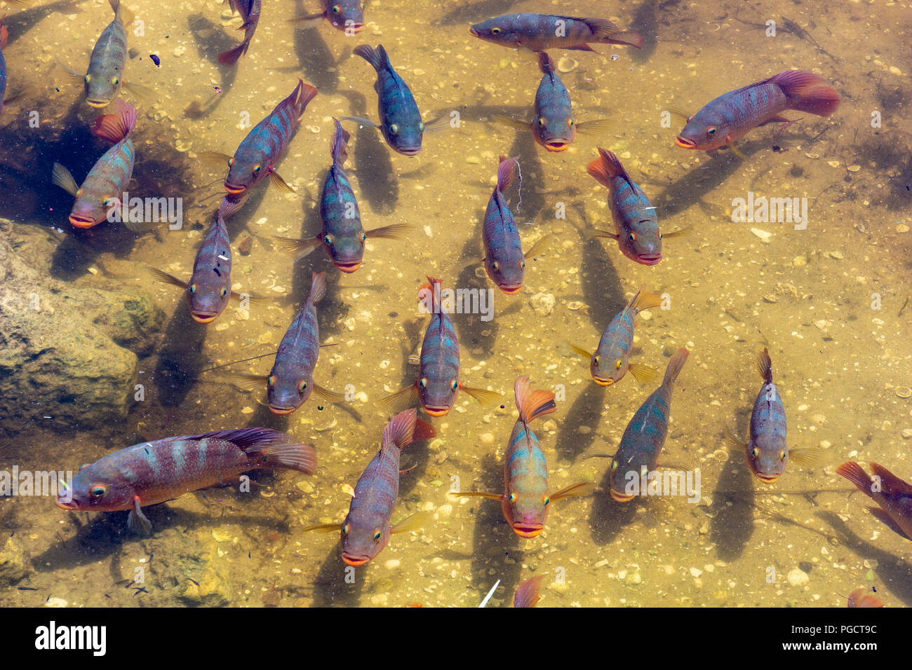 Mayan Cichlid (Mayaheros urophthalmus) school of fish, multiple in lake - Florida, USA Stock Photo