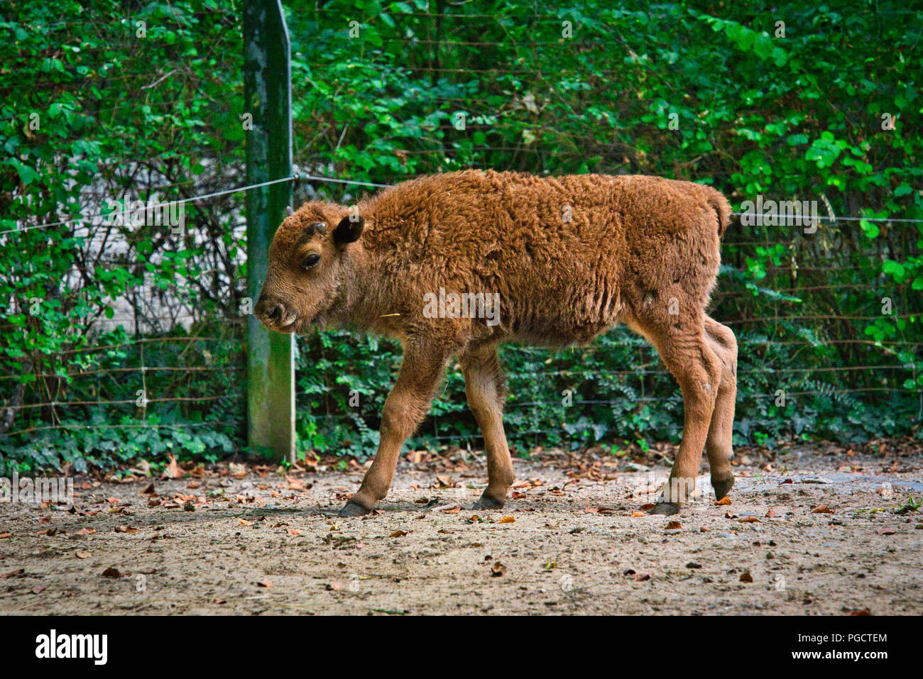 The Bison And Baby Bison Stock Photo Alamy