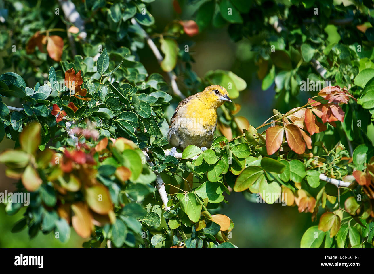 Female Bullock's Oriole (Icterus bullockii) searching for grubs and insects in a tree, Jocotopec, Jalisco, Mexico Stock Photo