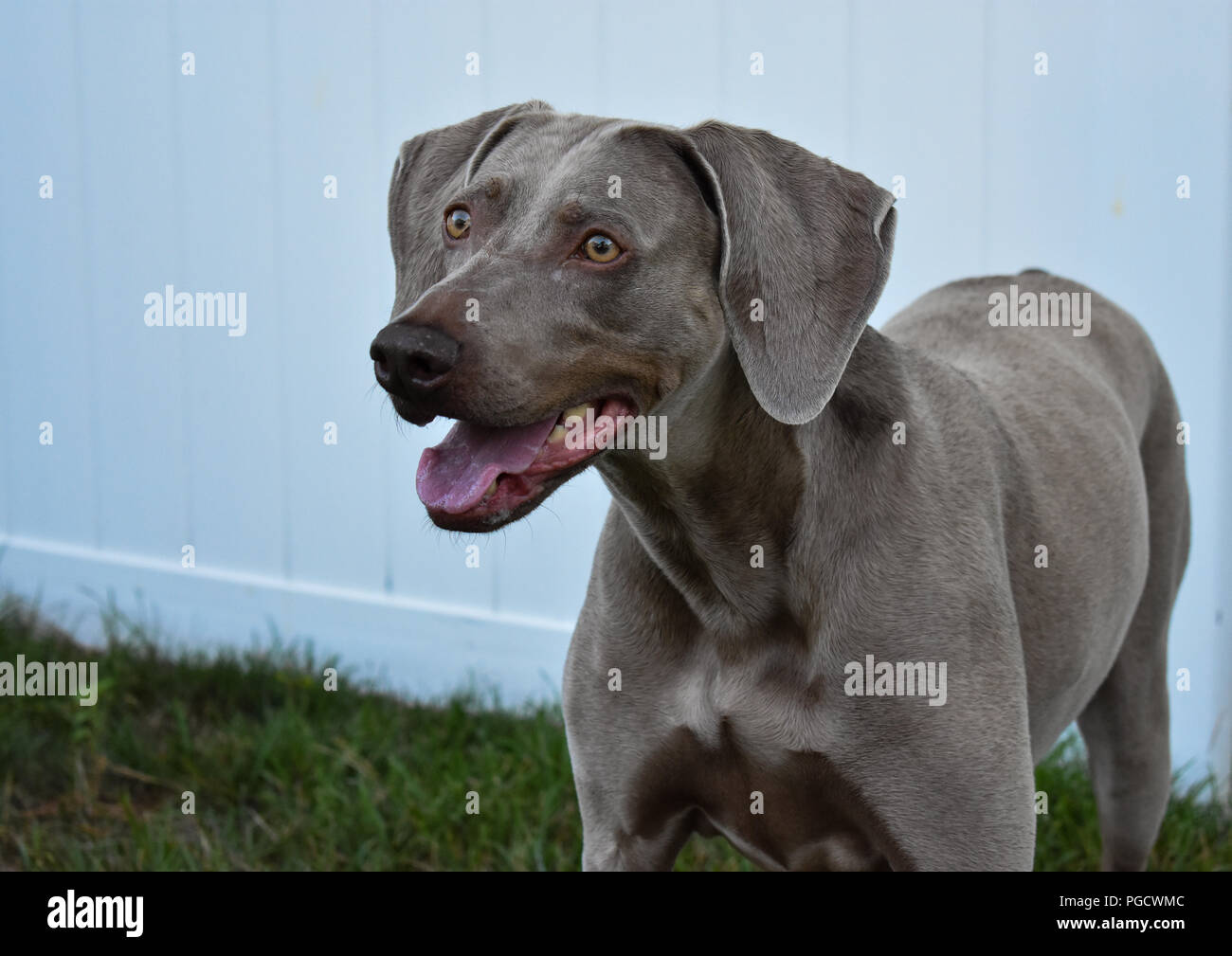 Weimaraner dogs hi-res stock photography and images - Page 2 - Alamy