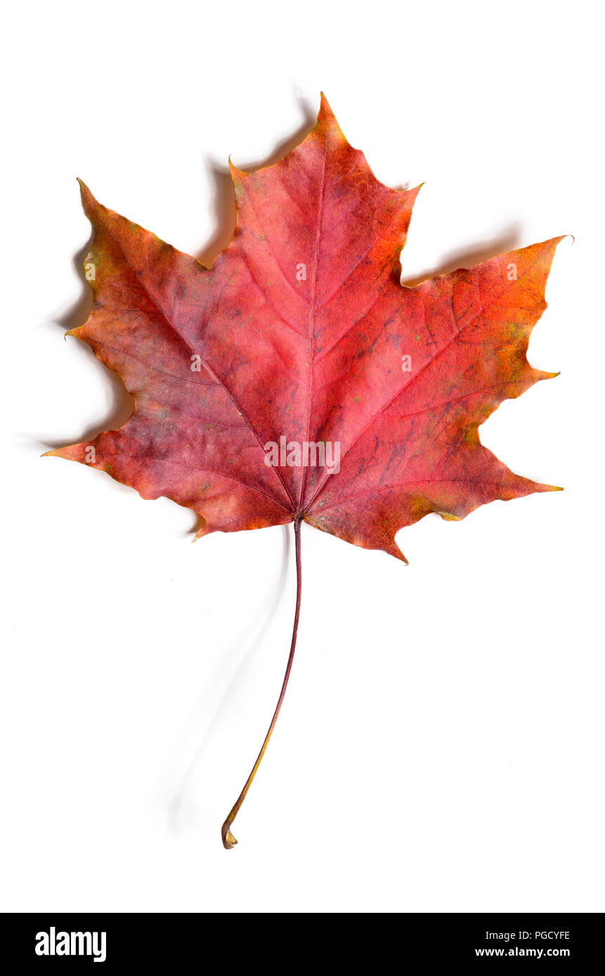 autumn fallen maple leave Stock Photo