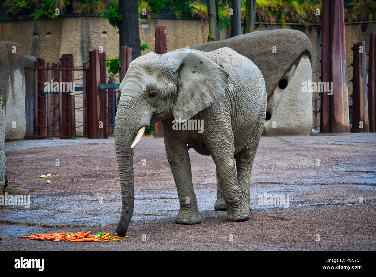 African Elephant Stock Photo