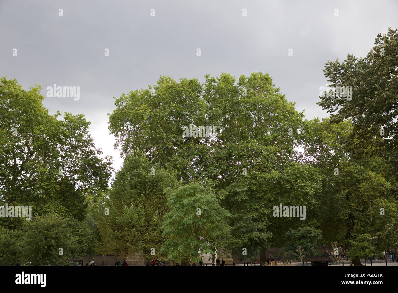 London,UK,25th August 2018,Typical British wet weather resumes in Hyde Park, London. using umbrellas as protection from the rain instead of the sunshine. Credit Keith Larby/Alamy Live News Stock Photo