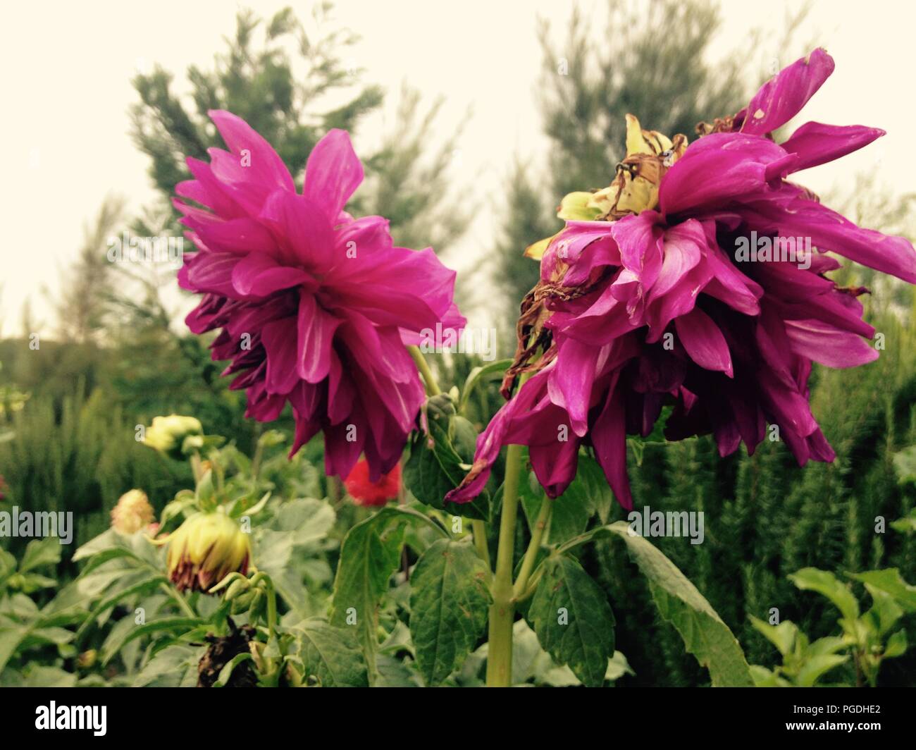 Close-up of red flowering plant. Guadalajara, Jalisco. Mexico Stock Photo