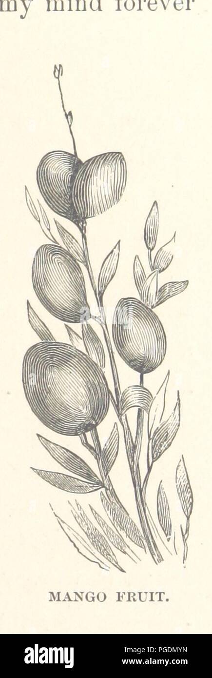 Image from page 181 of 'What Mr. Darwin saw in his Voyage round The World in the Ship “Beagle.” [Compiled and adapted from “Journal of Researches into the Geology and Natural History of the Various Countries0019. Stock Photo