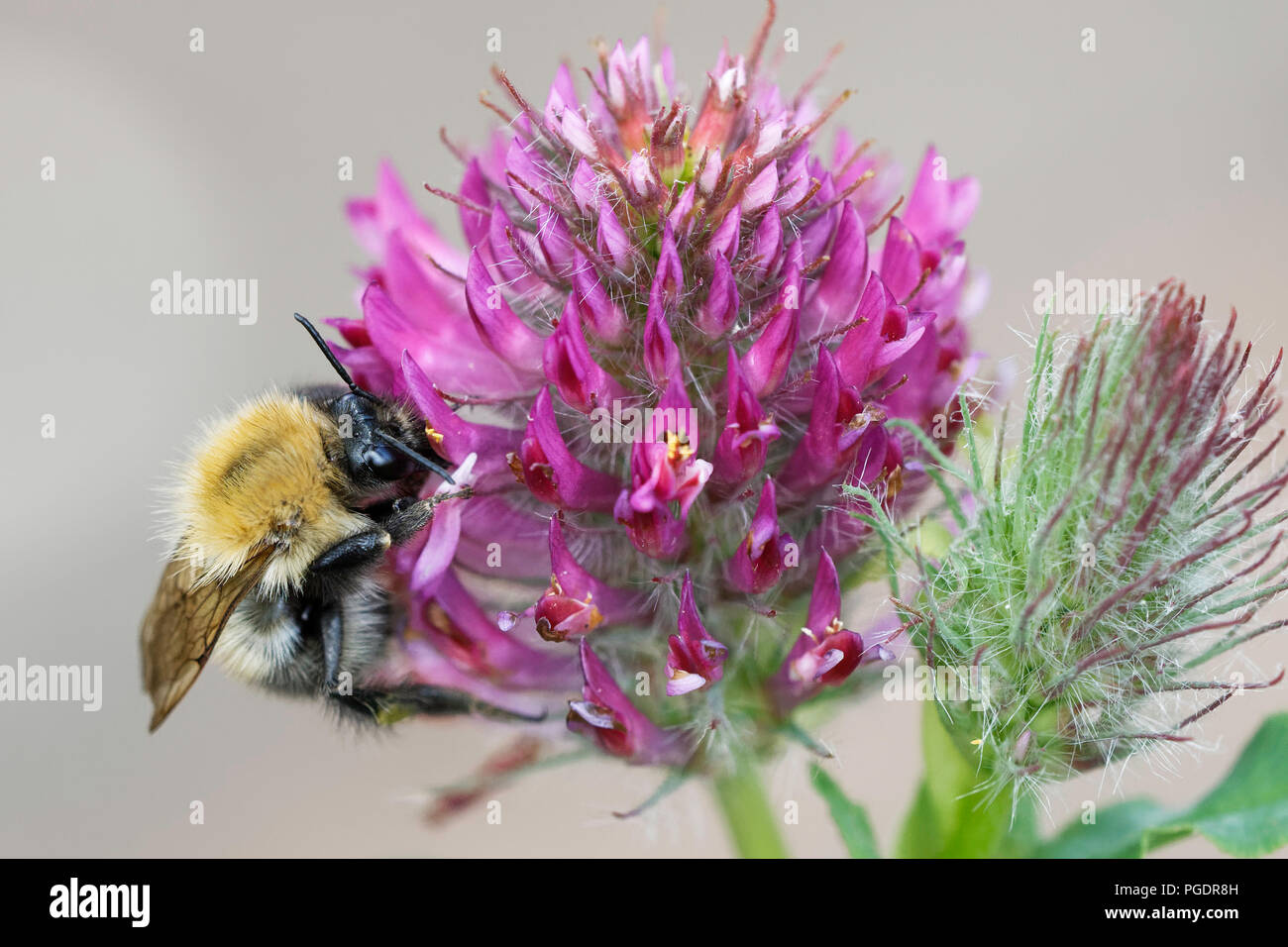 Bumblebee feeding on ornamental clover plant Stock Photo
