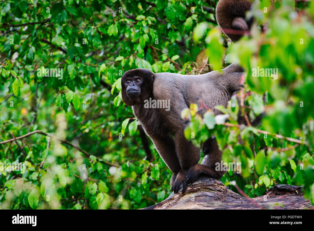 Common Woolly Monkey Stock Photo Alamy