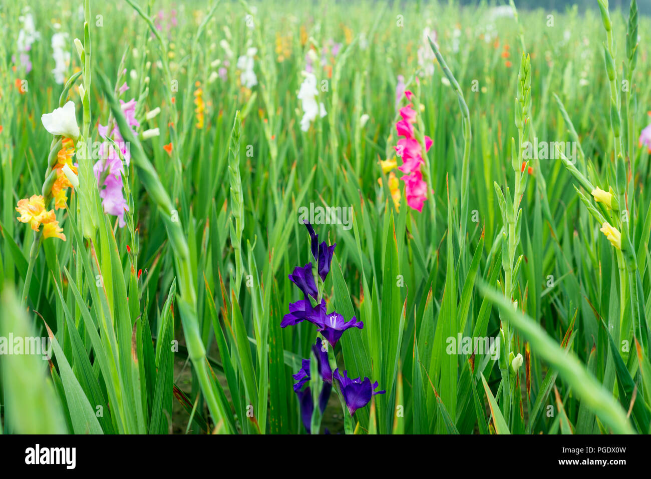 Gadha flower hires stock photography and images Alamy