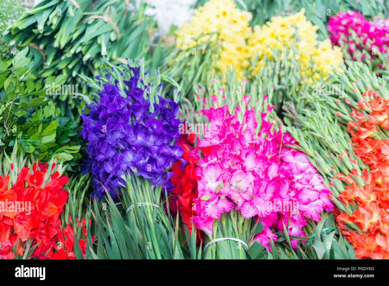 wholesale flowers market, jessore 2016 Stock