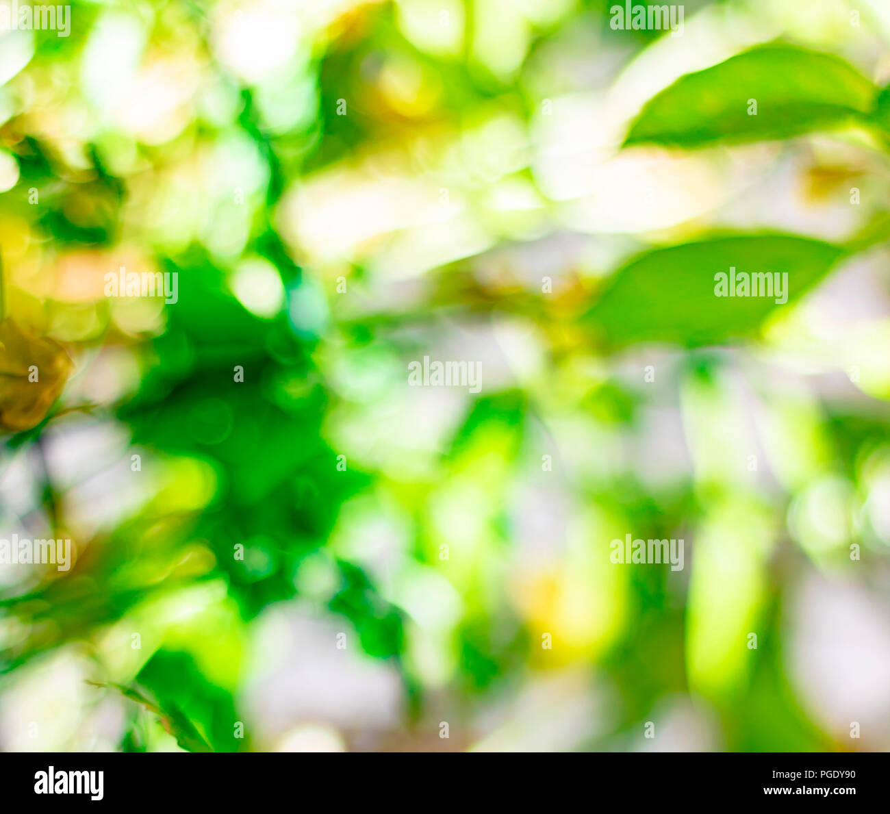 light-nature-background-stock-photo-alamy