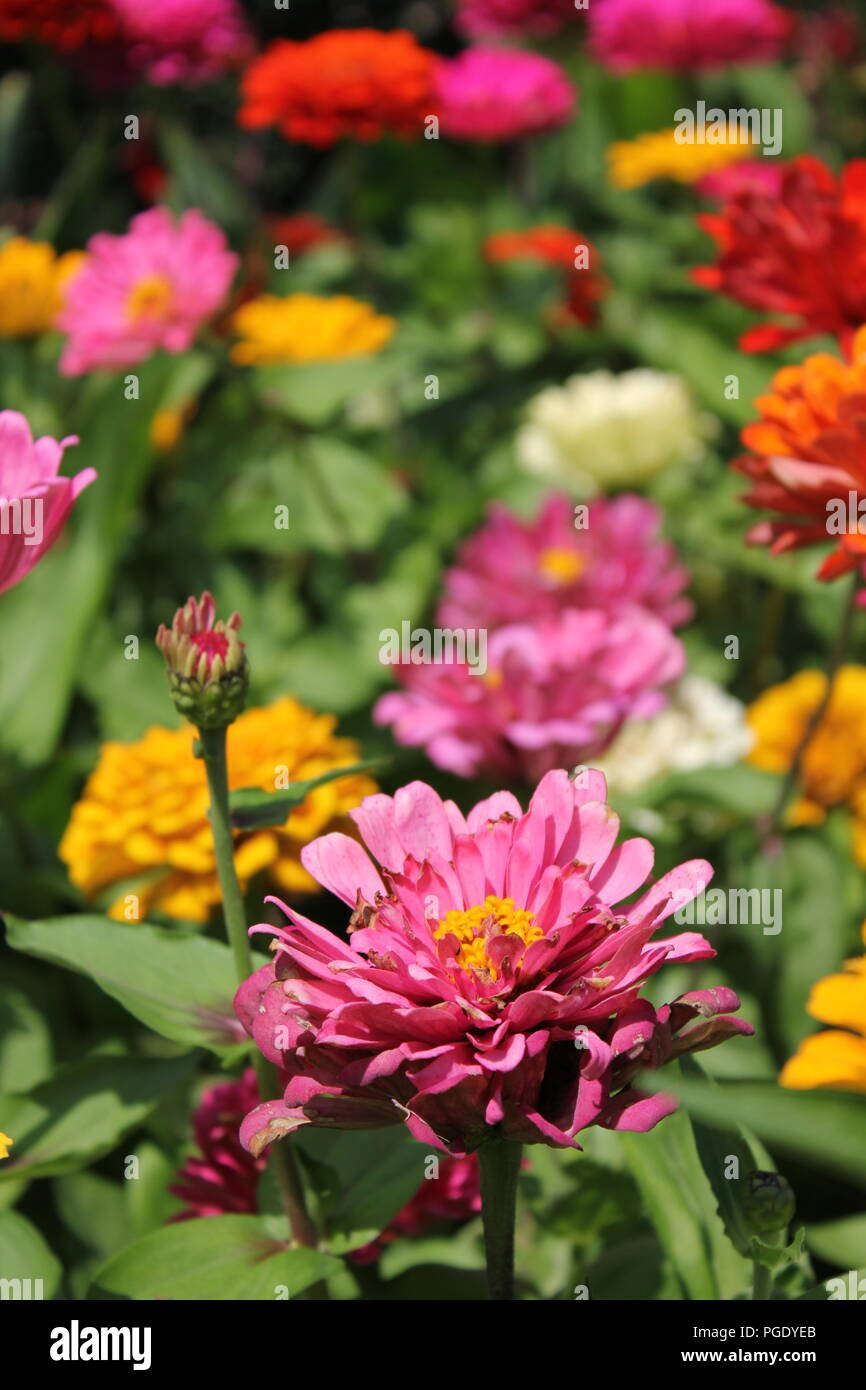 Beautiful blossoming flowers in late summer on a hot and sunny day