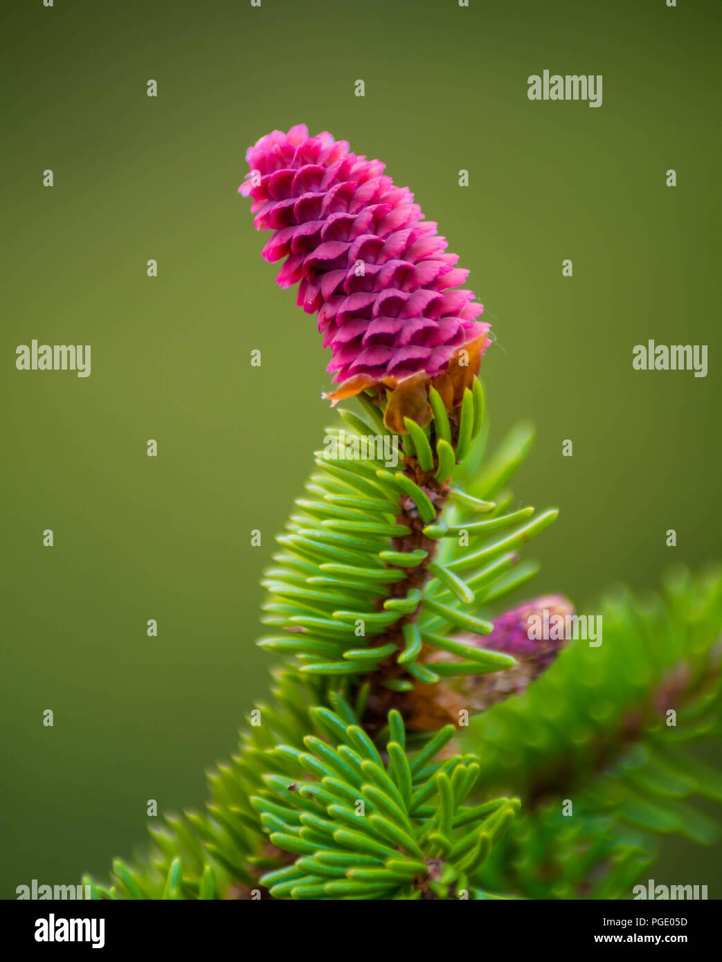 Pink Pine Tree Flower fresh young cones. Pine Mountains Stock Photo Alamy