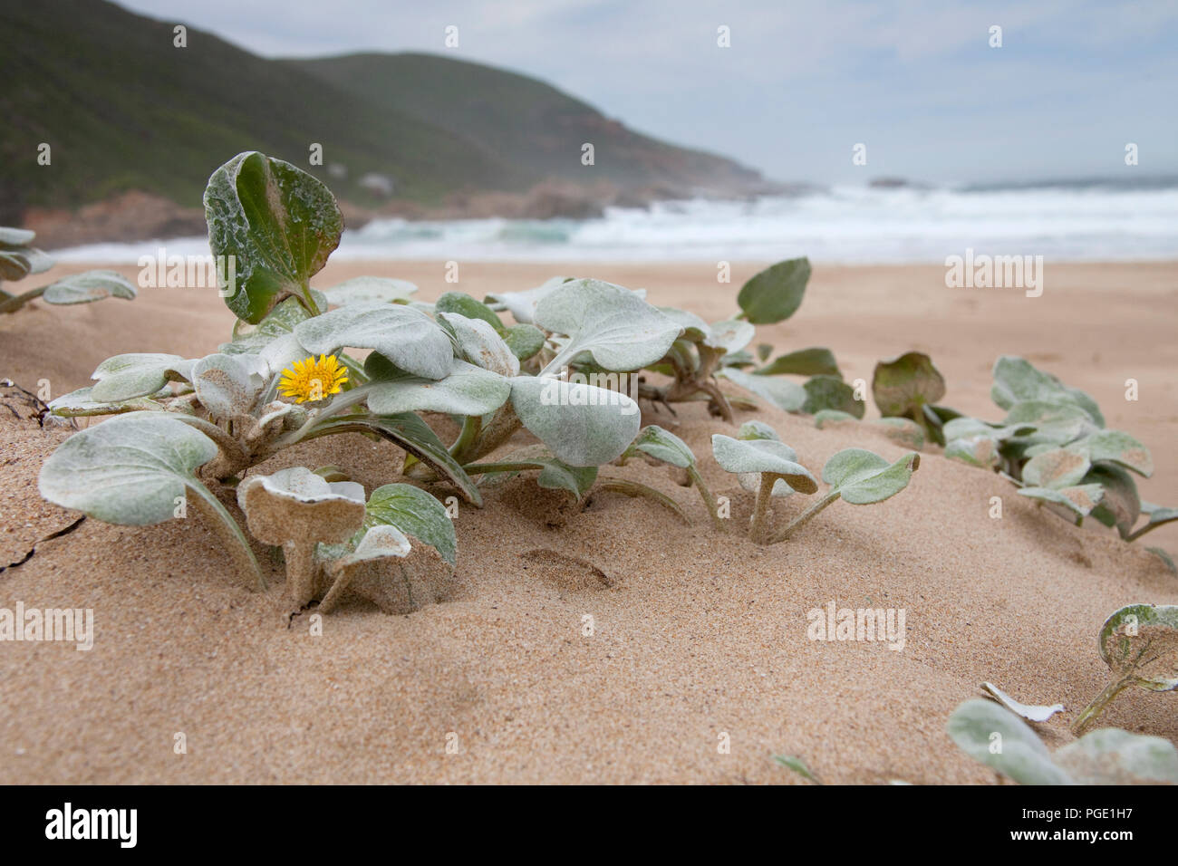 South African Beach Daisy (Arctotheca populifolia). Native to South Africa. Robberg Nature Reserve.  Plettenberg Bay, South Africa. Stock Photo