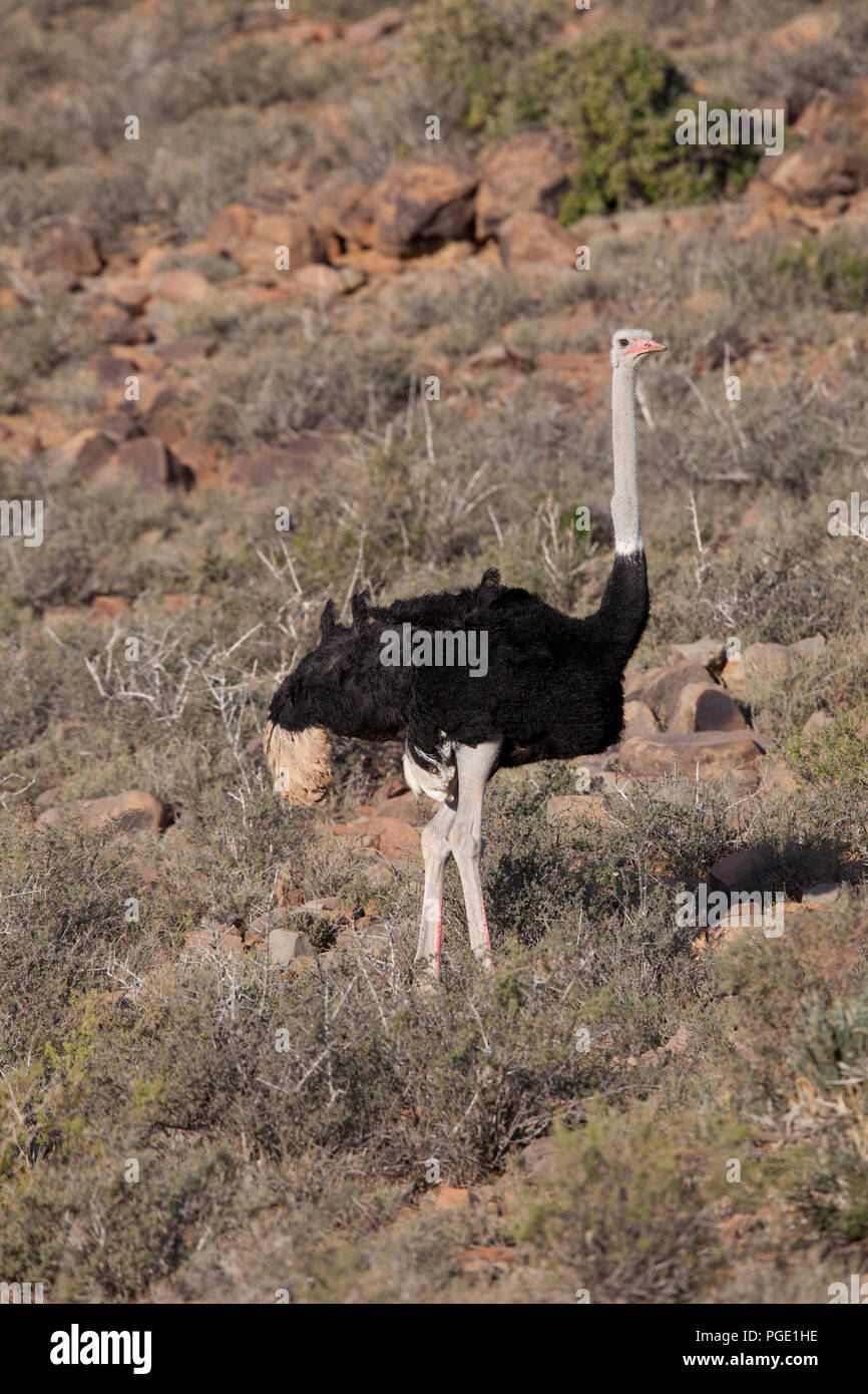 Ostrich, Karoo National Park Stock Photo