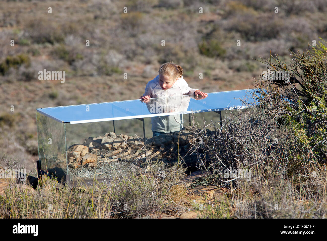 Karoo Fossil Trail, Karoo National Park. South Africa. Outdoor museum. Stock Photo