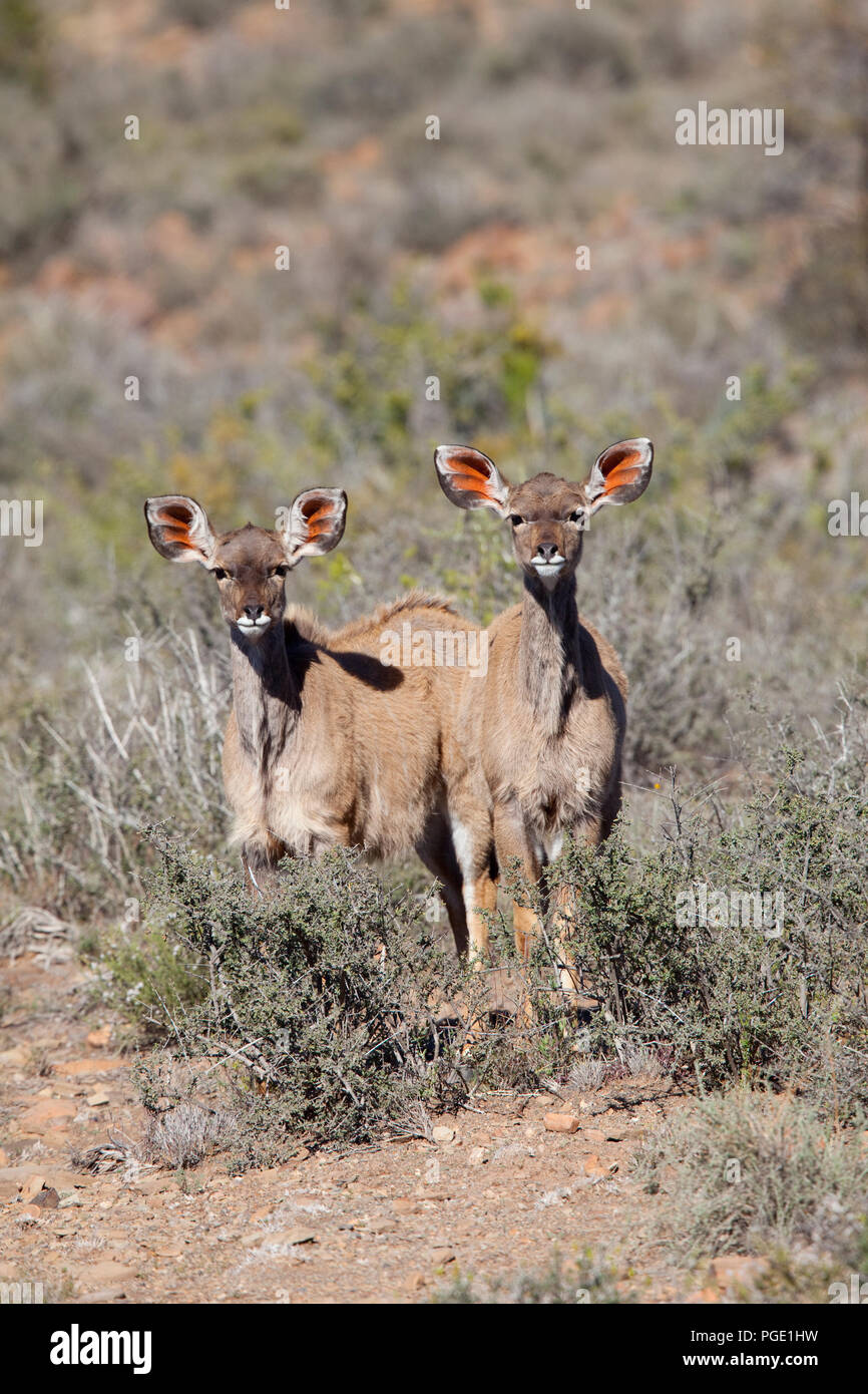 Greater Kudu, Karoo National Park Stock Photo