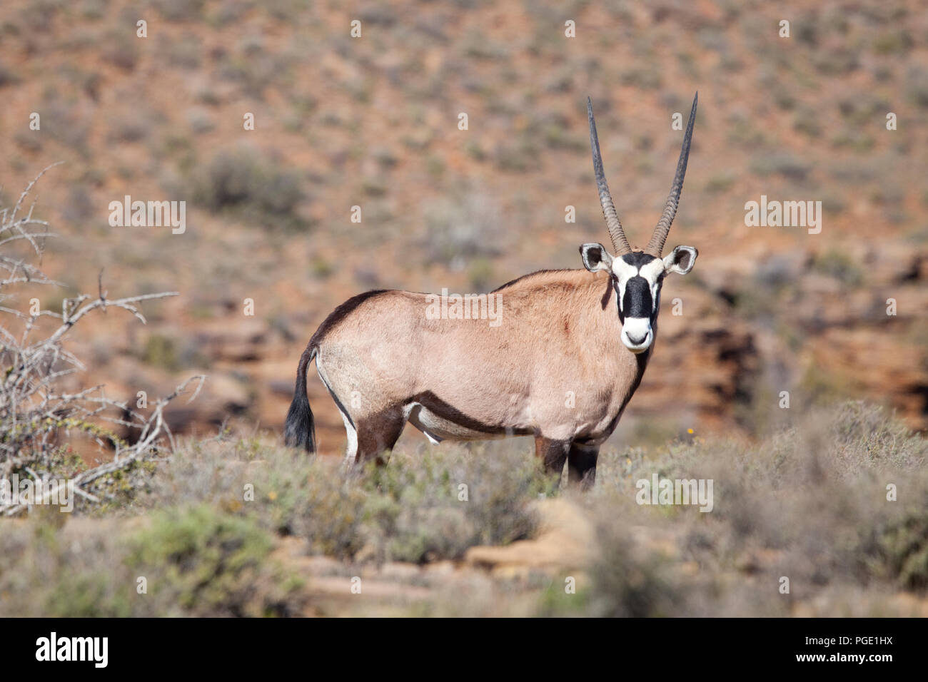 Gemsbok in Karoo National Park, South Africa. Stock Photo