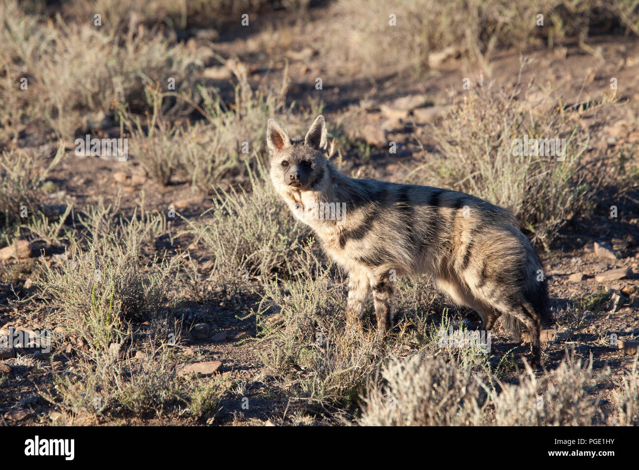 Aardwolf (Proteles cristatus), Karoo National Park, South Africa Stock ...