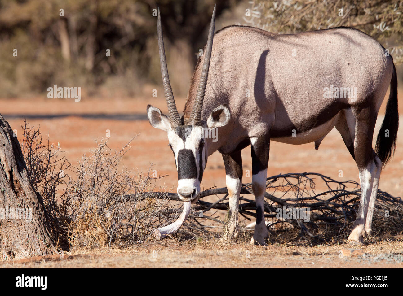Gemsbok (Oryx gazella) chewing horn/bone. Mokala national park, South Africa. Stock Photo