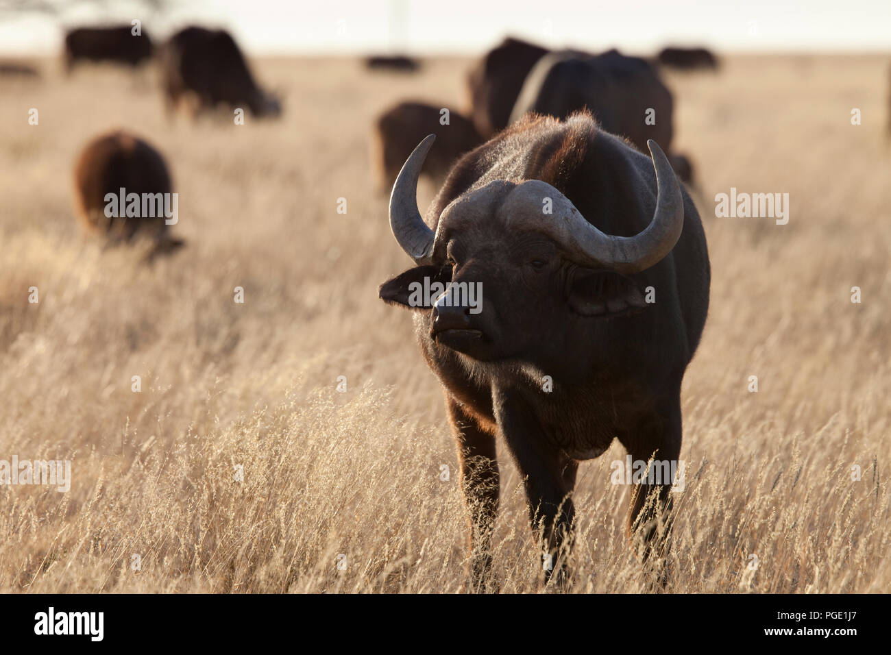 Cape Buffalo (Syncerus caffer), Mokala National Park, South Africa. Stock Photo