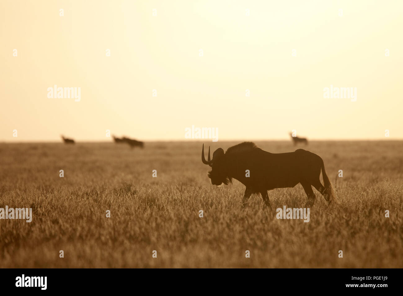 Black wildebeest on the plains, Mokala National Park, South Africa. Stock Photo