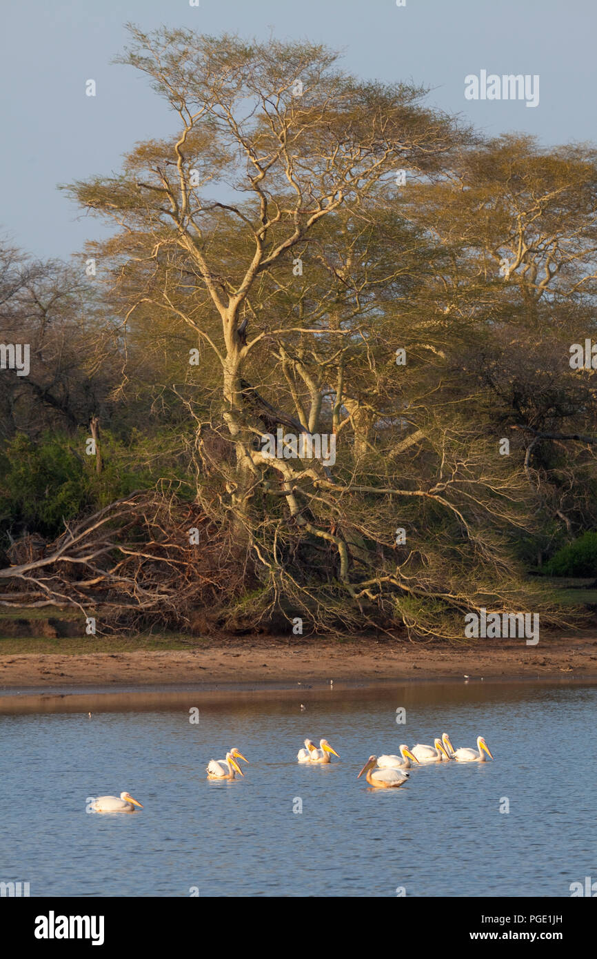 Pink backed pelicans and Fever trees at the Nyamity Pan, nDumo Game Reserve, South Africa. Stock Photo